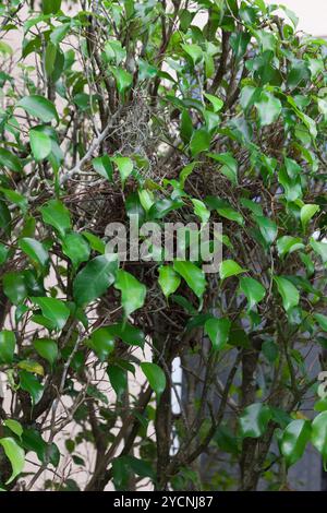 Das versteckte Nest eines Hausspatzes in einem Sträucher. Stockfoto