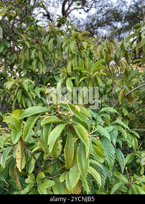 Marlberry (Ardisia escallonioides) Plantae Stockfoto