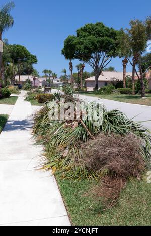 Das Beschneiden und Beschneiden von Bäumen vor der Hurrikansaison in Florida verringert die Wahrscheinlichkeit, dass tote und schwache Äste abbrechen und Schaden verursachen können. Stockfoto