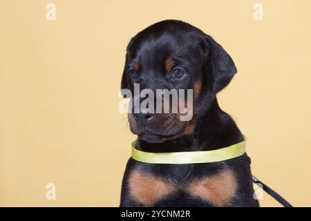 Nahaufnahme Porträt eines Hündchens mit gelbem Gürtel Stockfoto