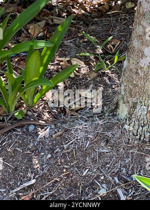 Gelbliche Whipsnake (Demansia psammophis) Reptilia Stockfoto