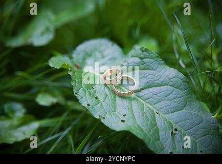 Zwei goldene Hochzeit Ringe liegen auf Blätter Pflanze. Stockfoto
