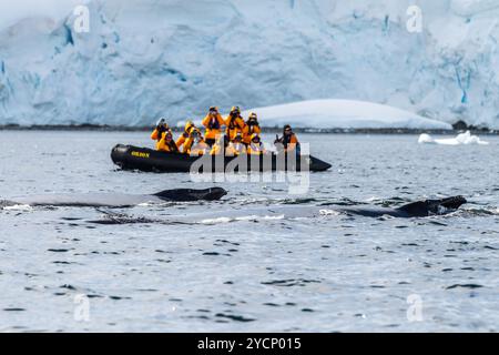 Graham Passage, Antarktische Halbinsel - 1. Februar 2024. Mit Zodiacs, antarktischer Touristenfahrt um die Gewässer der Graham Passage auf der antarktischen Halbinsel. Sie beobachten tauchende Buckelwale - Megaptera novaeangliae Stockfoto