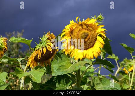 Schöne gelbe Sonnenblumen im Feld vor dunklen Himmelshintergrund Stockfoto