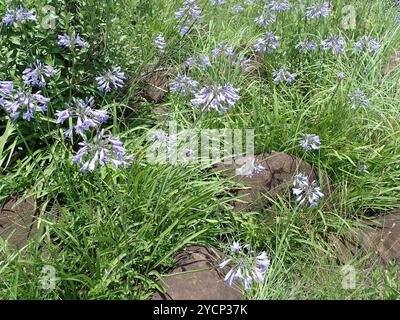 Bell Agapanthus (Agapanthus campanulatus) Plantae Stockfoto