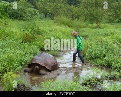 Westliche Santa Cruz Riesenschildkröte (Chelonoidis niger porteri) Reptilia Stockfoto