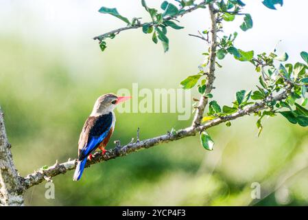 Graukopf Eisvogel (kastanienbauchvogel) - Halcyon leucocephala in Amudat, Karamoja Uganda Stockfoto