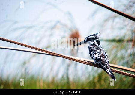 RATTENVOGEL (Ceryle rudis) - Viktoriasee - Uganda Stockfoto