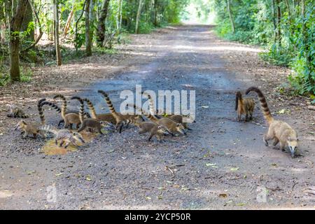 Koatentier im tropischen Amazonaswald. Coatimundis Procyonidae Familie Nasua Nasuella. Die Familie der Koati im wilden Dschungel-Wald Stockfoto