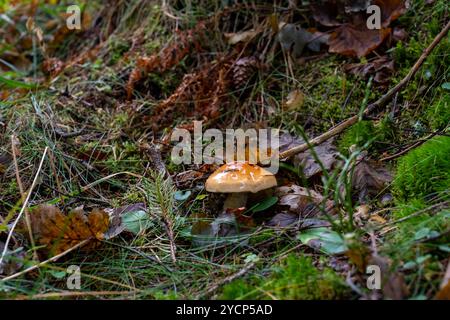 Nahaufnahme eines glänzenden Pilzes, der im Wald zwischen Moos und gefallenen Blättern an einem Herbsttag wächst. Konzept der Tierwelt, Nahrung und Schönheit des Waldes Stockfoto