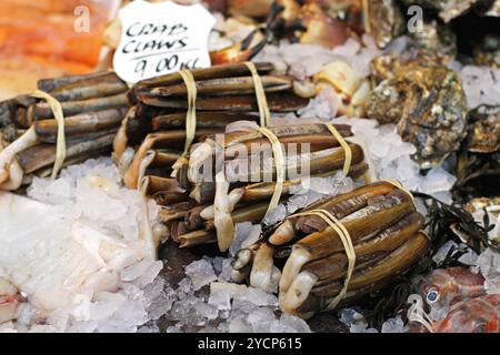 Rasiermesser Muscheln Meeresfrüchte Delikatesse am Fischmarkt Stockfoto