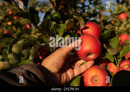 Der Bauer pflückt reife, rote Äpfel im Apfelgarten. Stockfoto