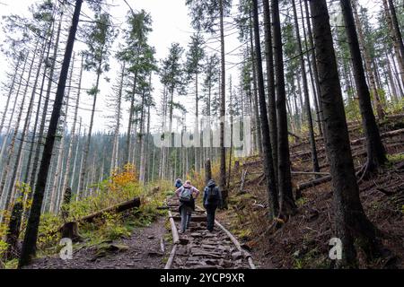 Gruppe von Wanderern mit Rucksäcken, die an einem bewölkten Herbsttag auf einem Waldweg in hohen Kiefernwäldern bergauf wandern. Konzept des Outdoor-Abenteuers, Fitness Stockfoto
