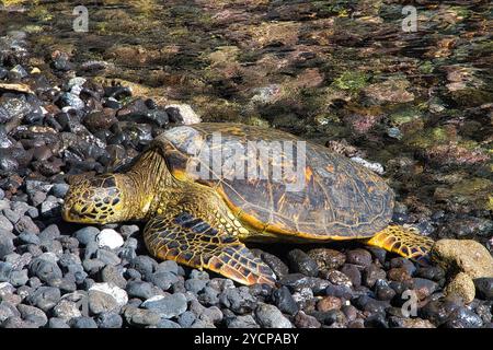 Seitenansicht einer großen grünen Meeresschildkröte, die an einem felsigen Ufer auf maui schläft. Stockfoto