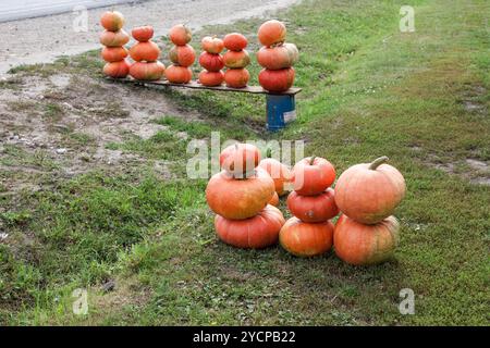 Kürbisse zum Verkauf bereit neue Ernte Stockfoto