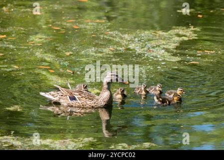 Mallard Hen und Entlein im Woodlands Texas Stockfoto