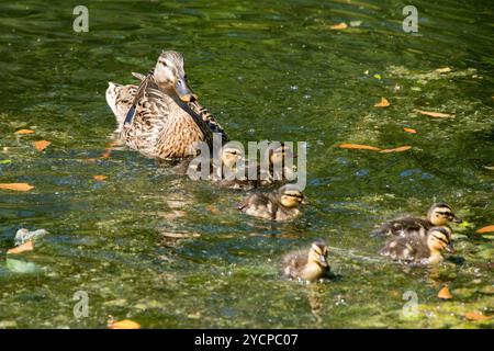 Mallard Hen und Entlein im Woodlands Texas Stockfoto