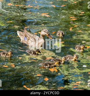 Mallard Hen und Entlein im Woodlands Texas Stockfoto