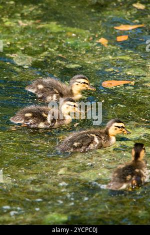 Stockenten im Woodlands Texas Stockfoto