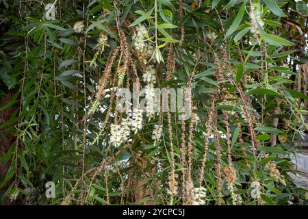 Melaleuca cajuputi Blumen, Cajuput, im Cajuput Wald, Gunung Kidul, Yogyakarta, Indonesien. Stockfoto