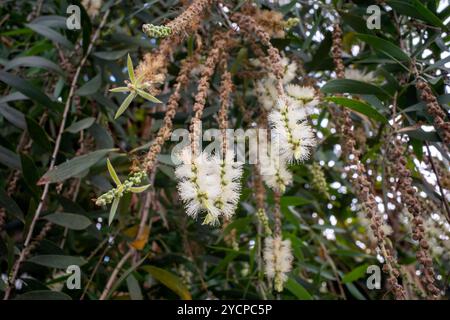 Melaleuca cajuputi Blumen, Cajuput, im Cajuput Wald, Gunung Kidul, Yogyakarta, Indonesien. Stockfoto