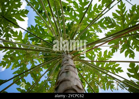 Papaya (Carica Papaya L) blüht und Knospen auf seinem Baum. Stockfoto