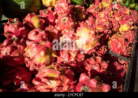 Rote Pitaya-Früchte, Drachenfrucht, die Frucht mehrerer verschiedener Kaktusarten, die in den USA heimisch sind. Stockfoto