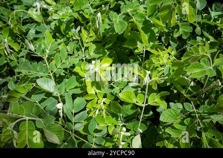 Trembesi (Samanea saman), der Regenbaum, Affenschotenbaum Setzlinge. Stockfoto