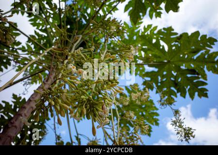 Papaya (Carica Papaya L) blüht und Knospen auf seinem Baum. Stockfoto