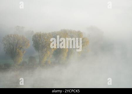 Mainz, Rheinland-Pfalz, Deutschland. Oktober 2024. Bäume in Herbstfarben sind im Nebel am Rheinufer in Mainz zu sehen. (Kreditbild: © Matias Basualdo/ZUMA Press Wire) NUR REDAKTIONELLE VERWENDUNG! Nicht für kommerzielle ZWECKE! Stockfoto