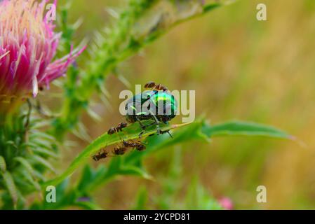 Europäische Rosen-Scheuerkäfer - Cetonia aurata Stockfoto
