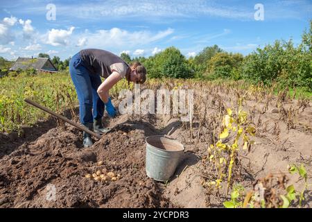 Junge Frau, die Ernte von Kartoffeln auf dem Feld Stockfoto