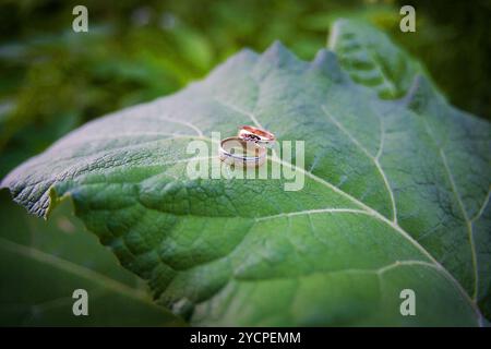 Zwei goldene Hochzeit Ringe liegen auf Blätter Pflanze. Stockfoto