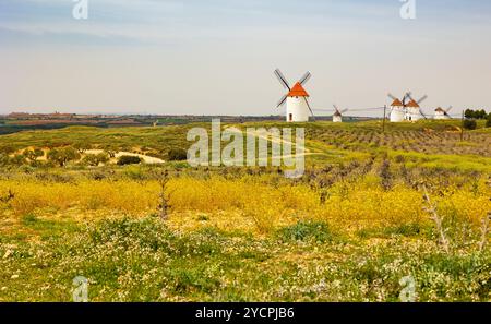 Frühlingslandschaft von Mota del Cuervo mit alten Windmühlen Stockfoto