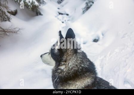 Ein sibirischer Husky steht in einer schneebedeckten Landschaft und blickt auf die atemberaubende Landschaft. Stockfoto