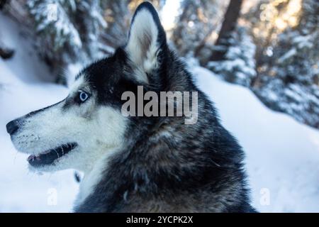 Ein sibirischer Husky steht in einer schneebedeckten Landschaft und blickt auf die atemberaubende Landschaft. Stockfoto