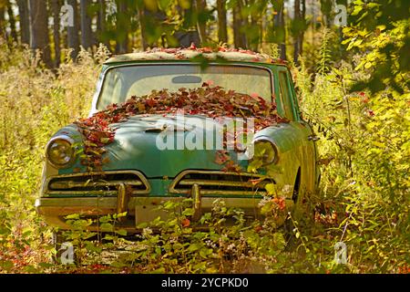 Ein Auto im Stil der 1950er Jahre sitzt auf einem Feld, das von der Umwelt oder der Natur zurückgewonnen wird. Stockfoto