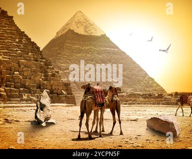 Kamele und Pyramiden Stockfoto