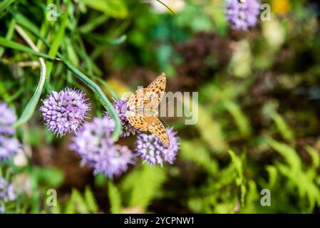 Brenthis daphne, die marmorierte, fritillarische Schmetterlingsfrau, die auf allium-Blume sitzt Stockfoto