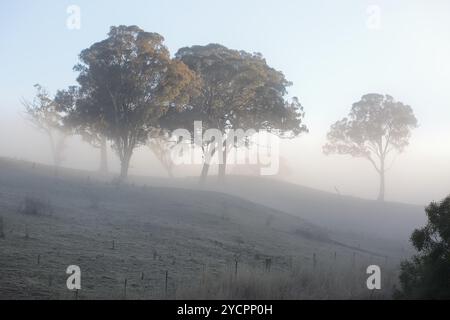 Ein frischer Wintermorgen und eine dicke Nebeldecke blenden die Szene ab, während Nebelfrostkristalle in der ländlichen Landschaft unter den Füßen knirschen... Warten auf t Stockfoto