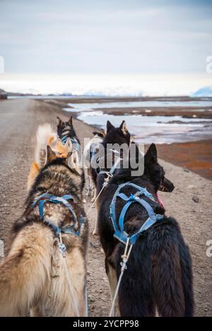 Schlittenhunde warten darauf, den Schlitten zu ziehen Stockfoto