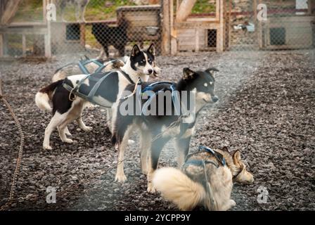 Schlittenhunde im Zwinger warten Stockfoto