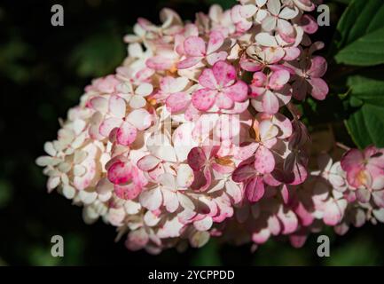 Die rosa Hortensie Sundae Fraise (Rensun) wächst im Fernen Osten Russlands Stockfoto