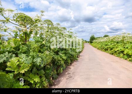 Kuh Pastinake oder toxische Bärenklau im sonnigen Sommertag Stockfoto