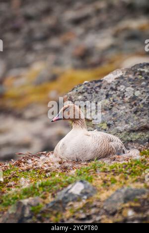 Reibe weißen fronted Goose Verschachtelung in der arktischen tundra Stockfoto