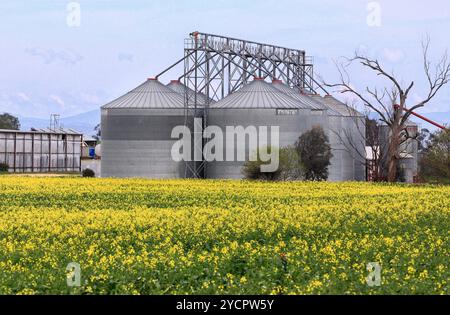 Rapsanbau in Bilimari und großen Getreidelagersilos Stockfoto