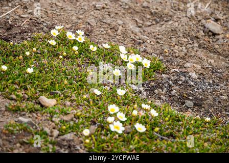 Bergavens (Dryas octopetala) blühen während des arktischen Sommers, Svalbard Stockfoto