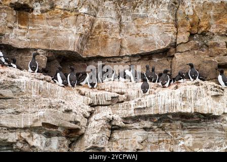 Nistkolonie von Guillemots-Vögeln auf der Klippe, Svalbard, Norwegen Stockfoto