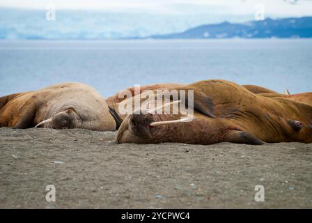 Walrosse liegen am Ufer in Svalbard, Norwegen Stockfoto