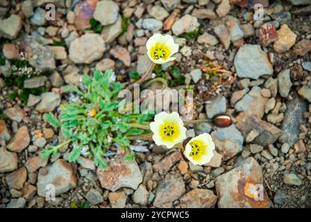 Arktischer Mohn (Papaver Radicatum) blüht in svalbard Stockfoto